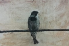 pajaro-1